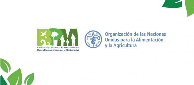 FAO y BPM firman colaboración para promover involucramiento del sector privado en la  transformación de los sistemas alimentarios