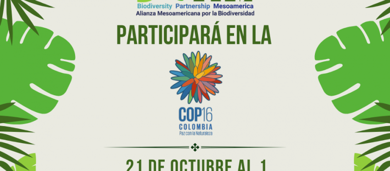 Participación de BPM en la COP16 en Colombia