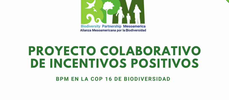 Proyecto colaborativo de Incentivos Positivos-BPM en la COP 16 de Biodiversidad